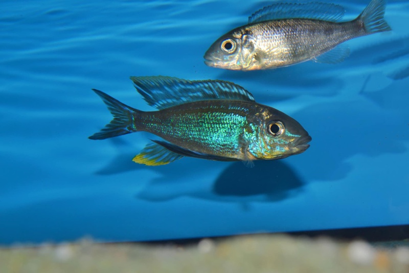 Cyathopharynx sp. 'furcifer north' Resha